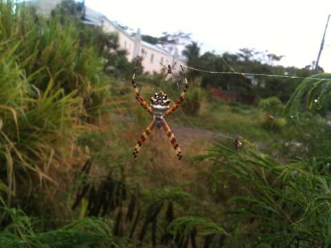 Image of Silver Argiope