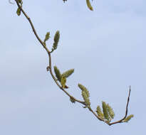 Image of Peking Willow