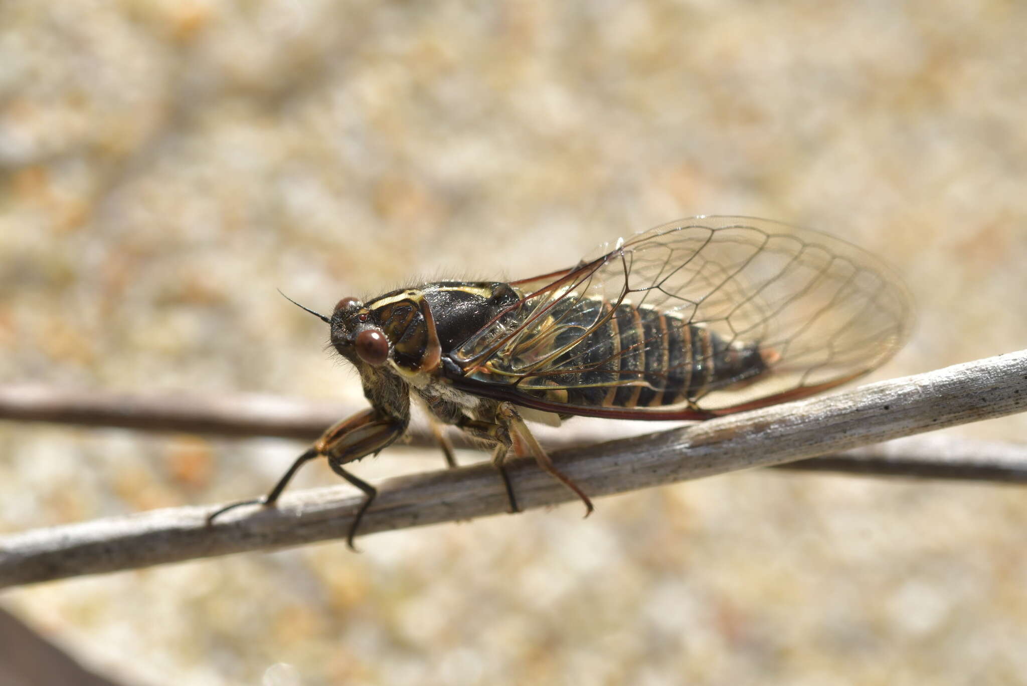 Image of Chatham Island cicada