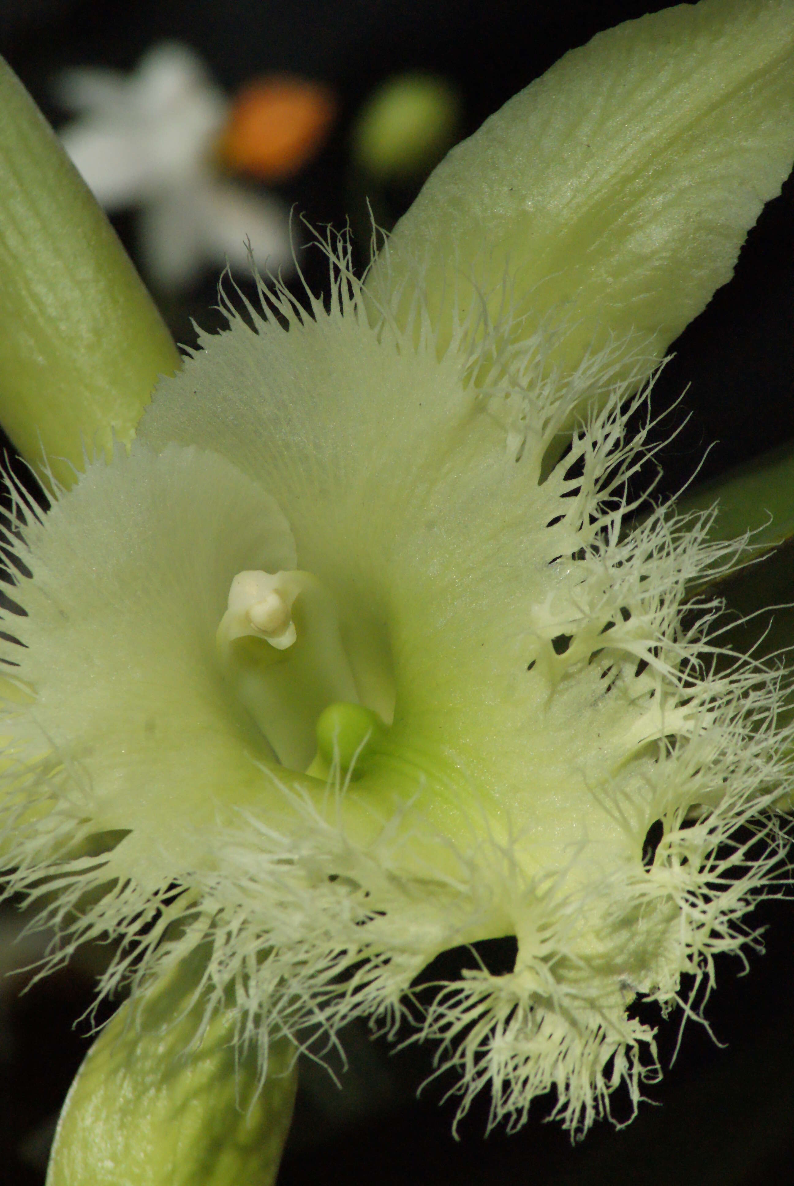 Image of Rhyncholaelia digbyana (Lindl.) Schltr.