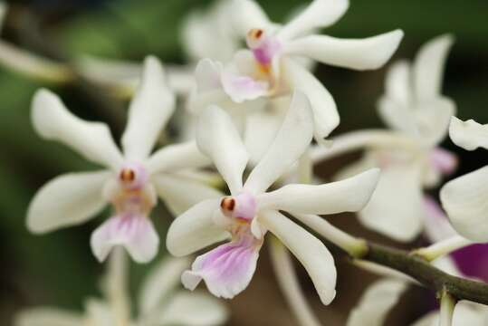 Imagem de Holcoglossum amesianum (Rchb. fil.) Christenson