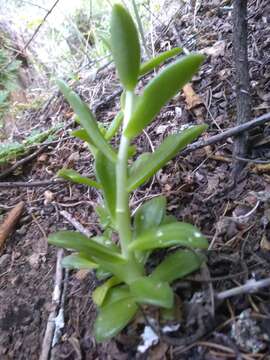 Image of Sedum ebracteatum