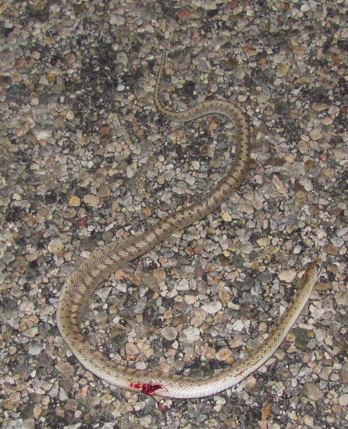 Image of Arizona elegans candida Klauber 1946