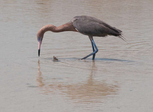 Image of Egretta Forster & T 1817