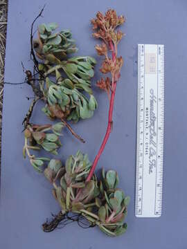 Image of Sedum kiersteadiae