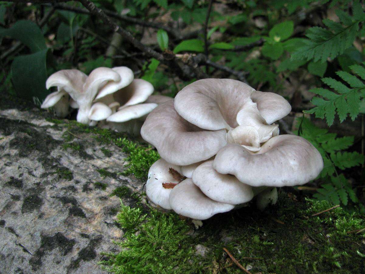 Imagem de Pleurotus cornucopiae (Paulet) Rolland 1910