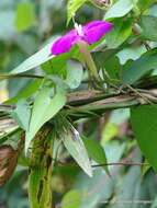 Слика од Ipomoea purga (Wender.) Hayne