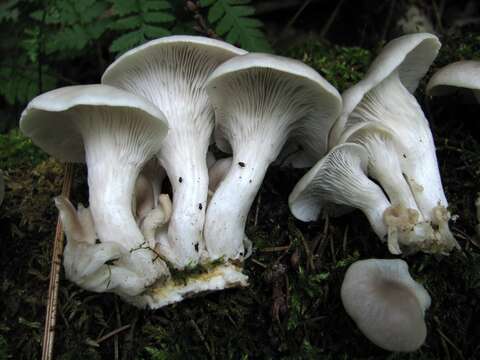 Image of Branched Oyster Mushroom