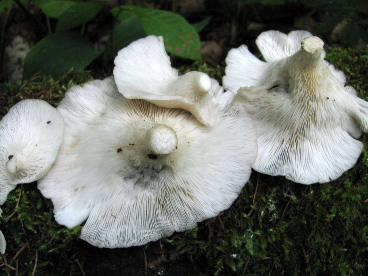 Image of Branched Oyster Mushroom