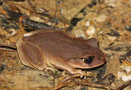 Image of Leptobrachella sungi (Lathrop, Murphy, Orlov & Ho 1998)