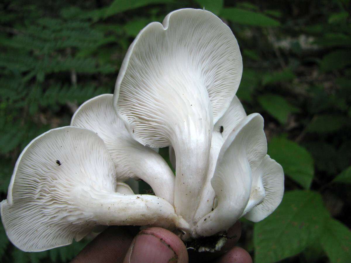 Image of Branched Oyster Mushroom