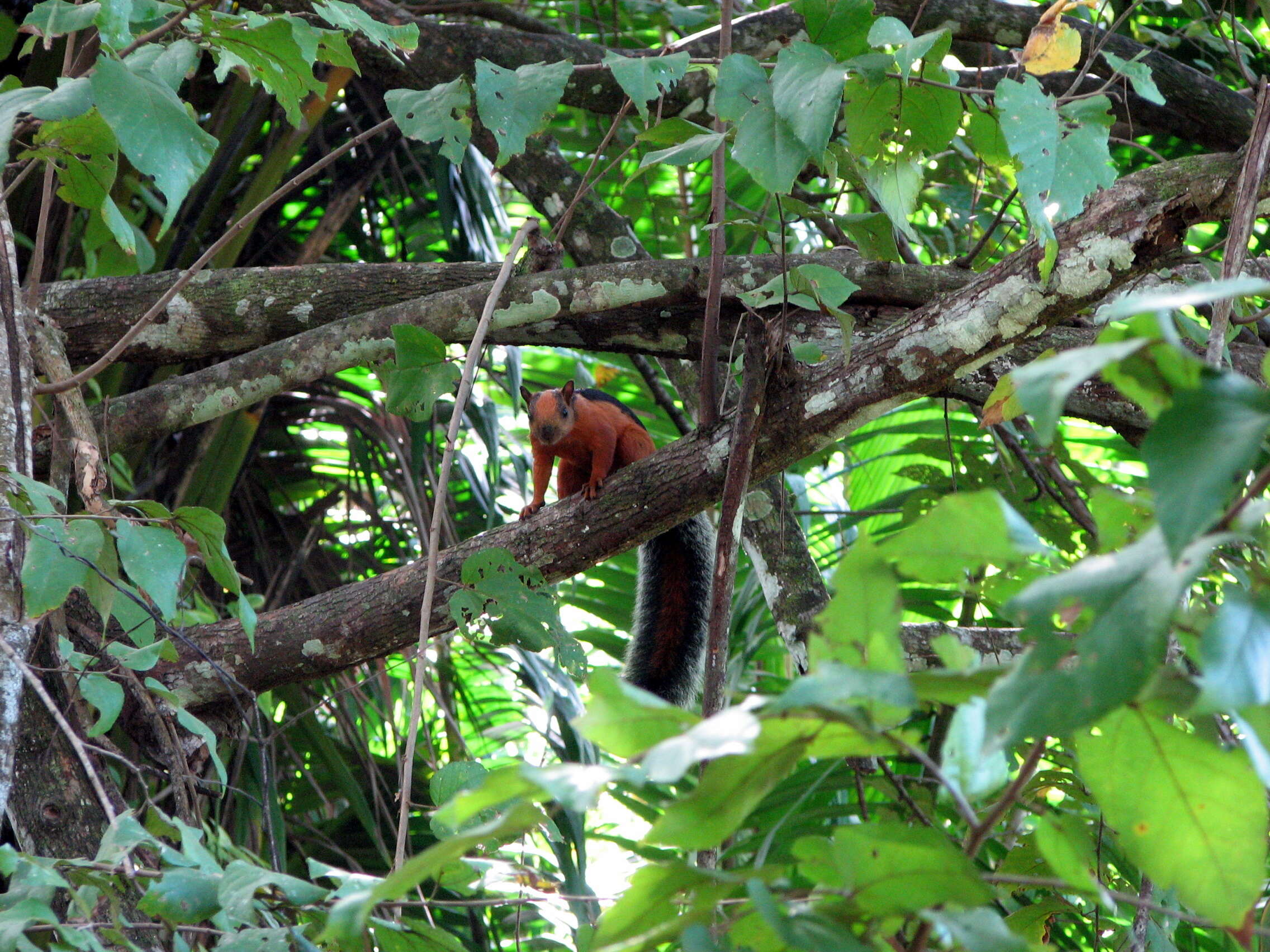 Image of Variegated Squirrel