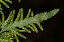 Image of Climbing fern