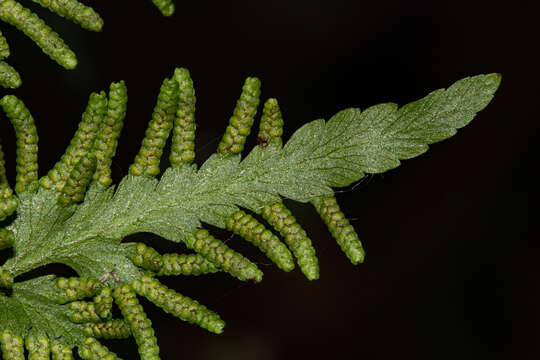 Image of Climbing fern