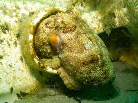 Image of Octopus pallidus Hoyle 1885