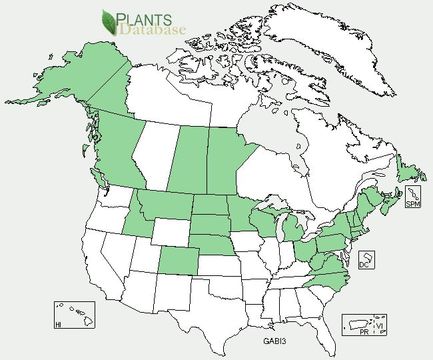 Image of splitlip hempnettle
