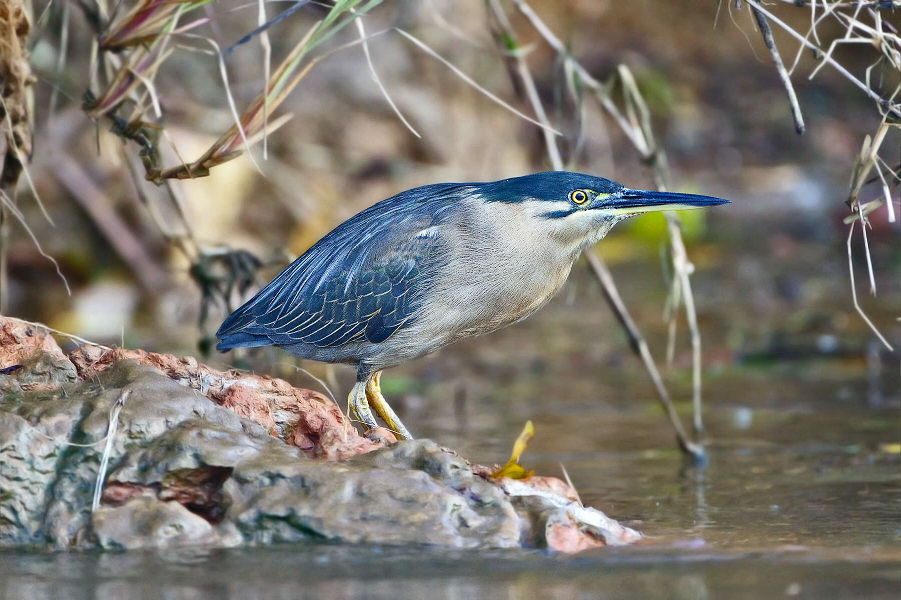 Image of Green-backed Heron