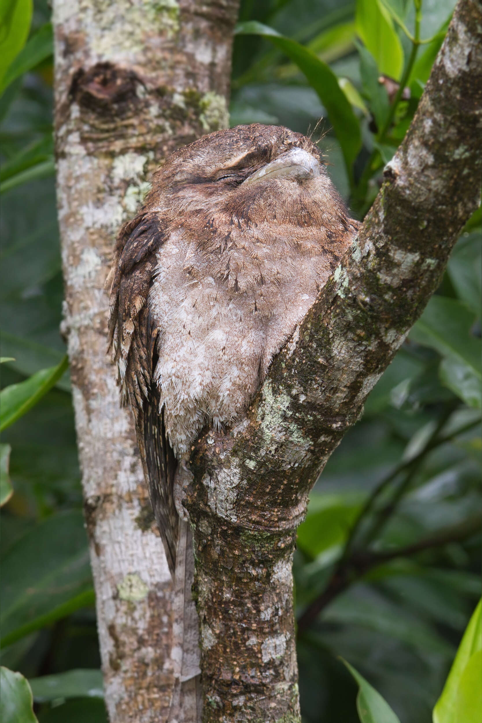 Image of frogmouths