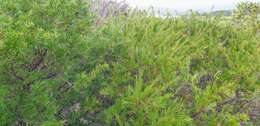 Image of Grevillea rosmarinifolia A. Cunn.