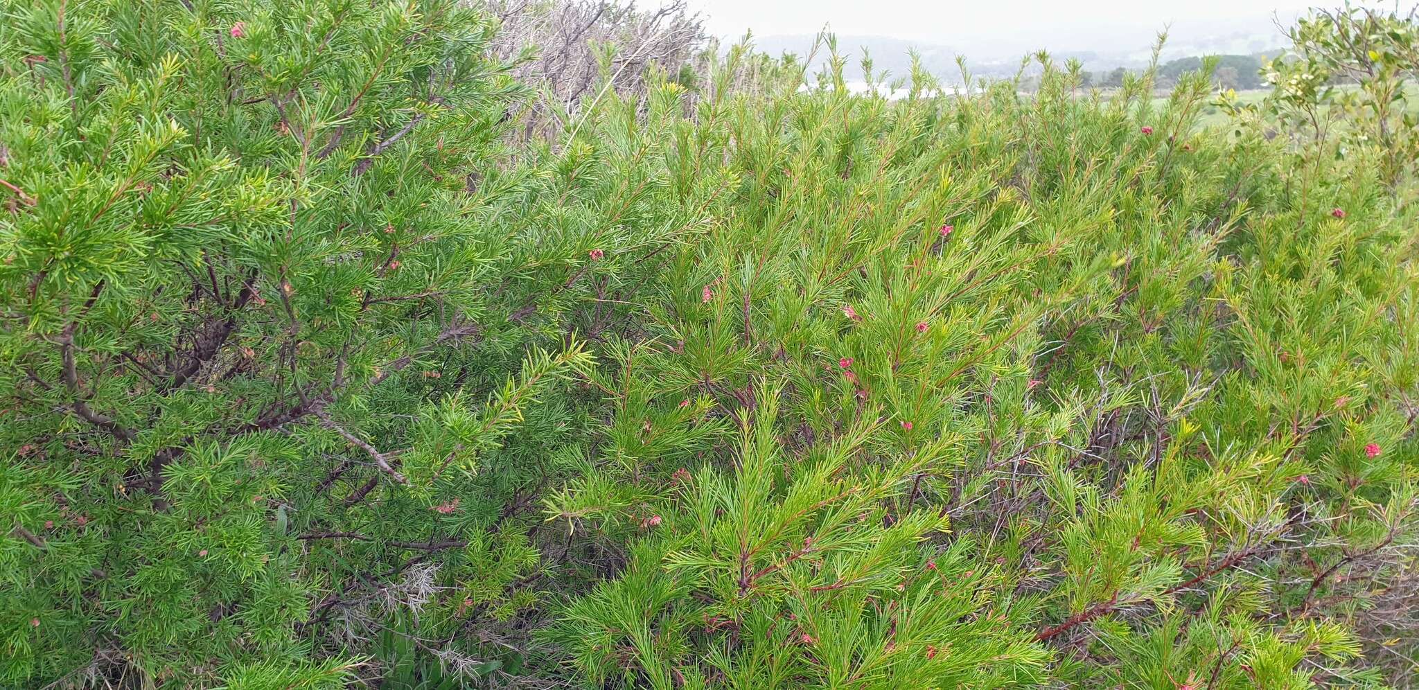 Image of Grevillea rosmarinifolia A. Cunn.