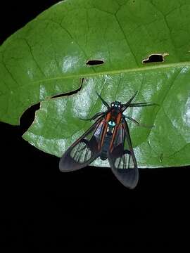 Image of Cosmosoma anoxanthia Druce 1905