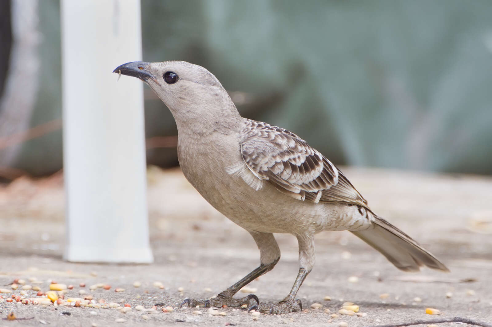 Image of Great Bowerbird