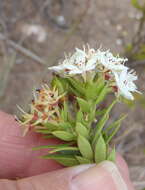 Image of Agathosma puberula (Steud.) Fourc.