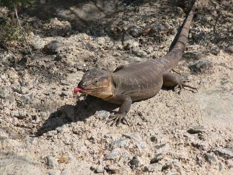 Image of Gran Canaria Giant Lizard