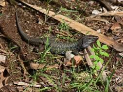 Image of Tenerife Lizard