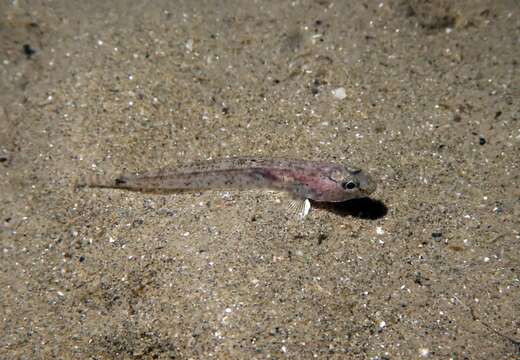 Image of Sand Goby