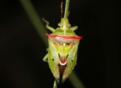 Image of Tylospilus