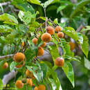 Image of Santol