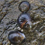 Image of Afrolittorina knysnaensis (Krauss ex Philippi 1847)