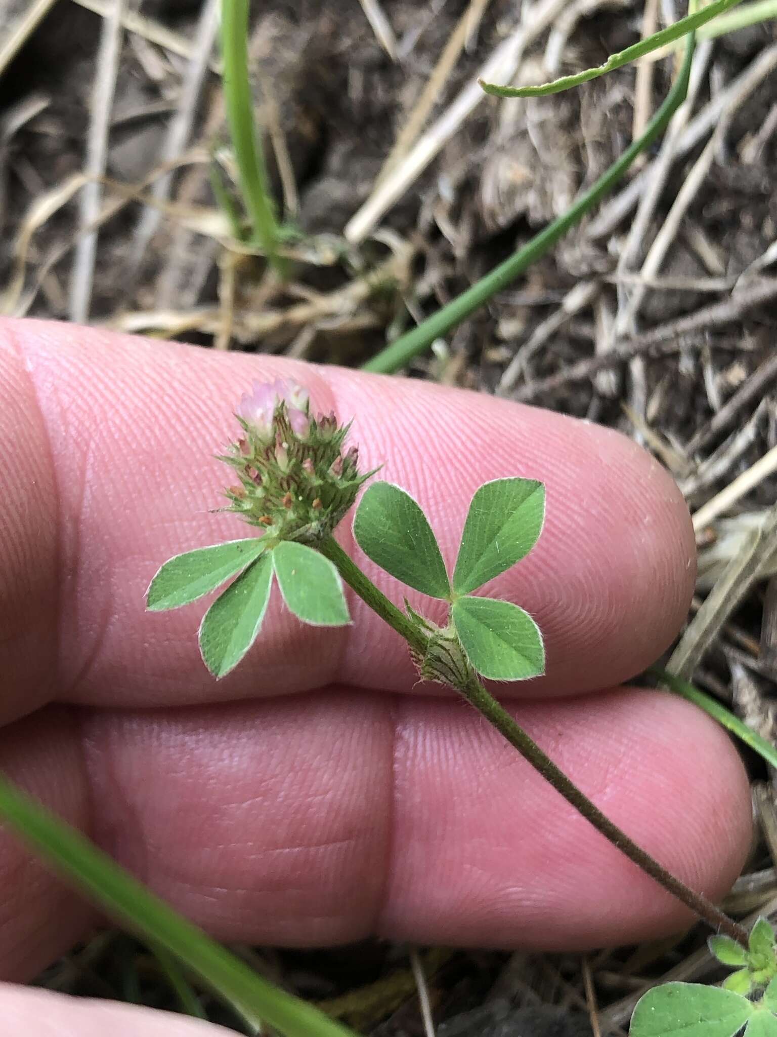 Image of knotted clover