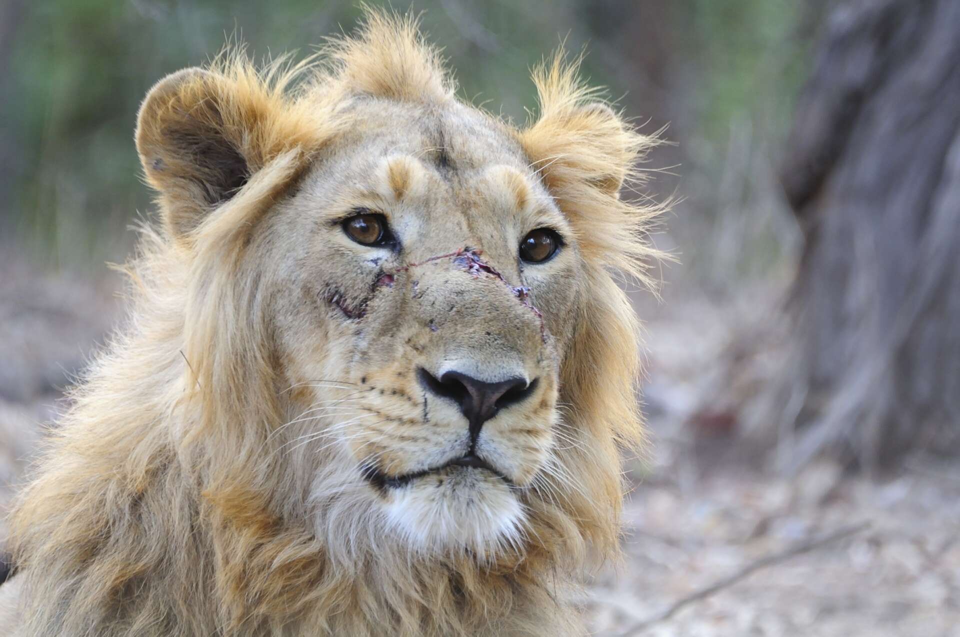 Image of Asiatic Lion