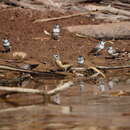 Image of Yellow-rumped Mannikin