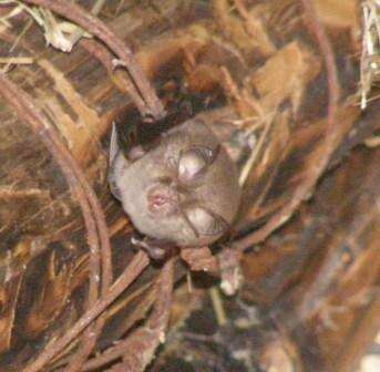 Image of Lesser Horseshoe Bat