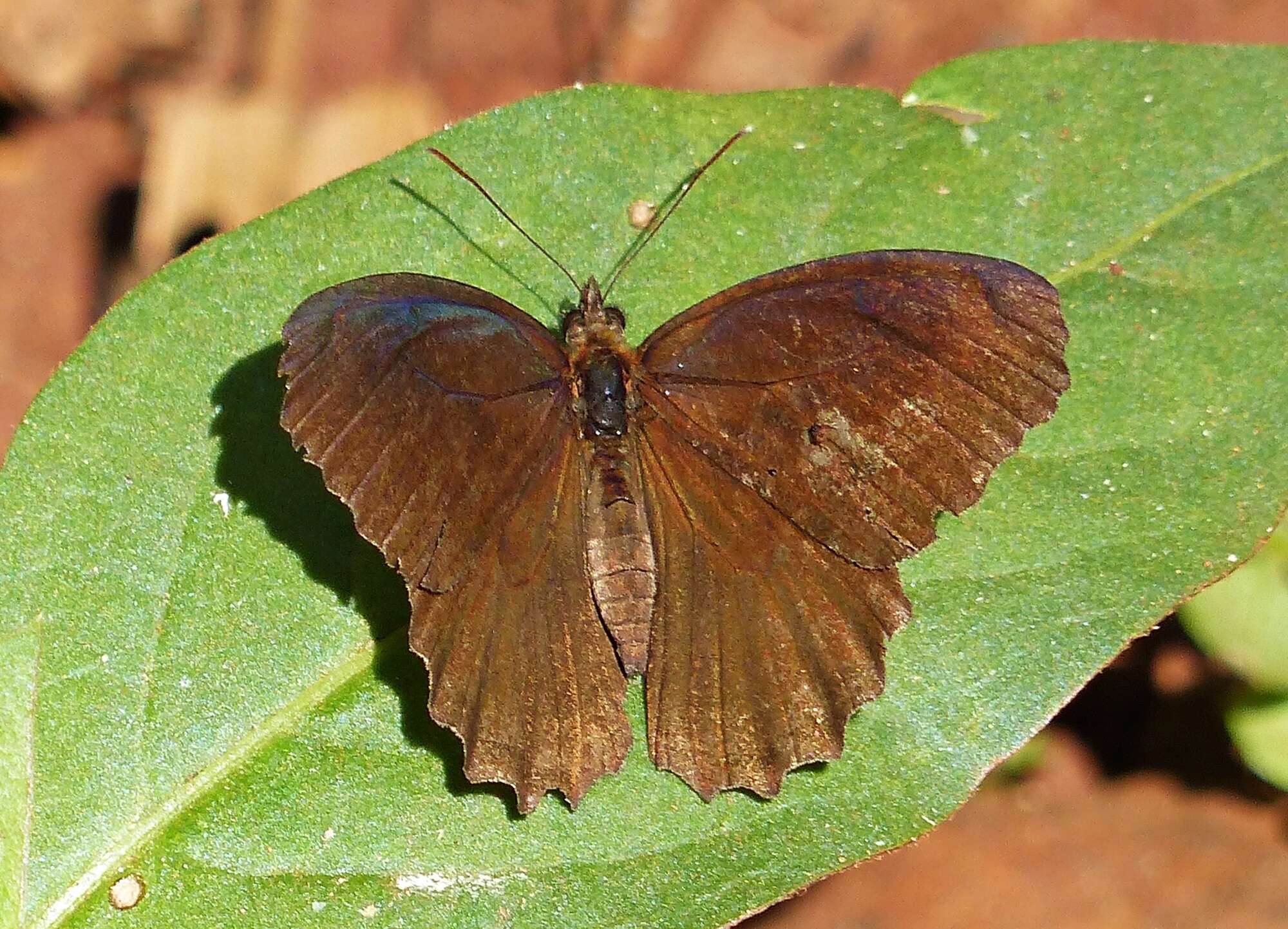 Image of Praepedaliodes phanias Hewitson 1861