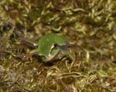 Image of Mediterranean Tree Frog