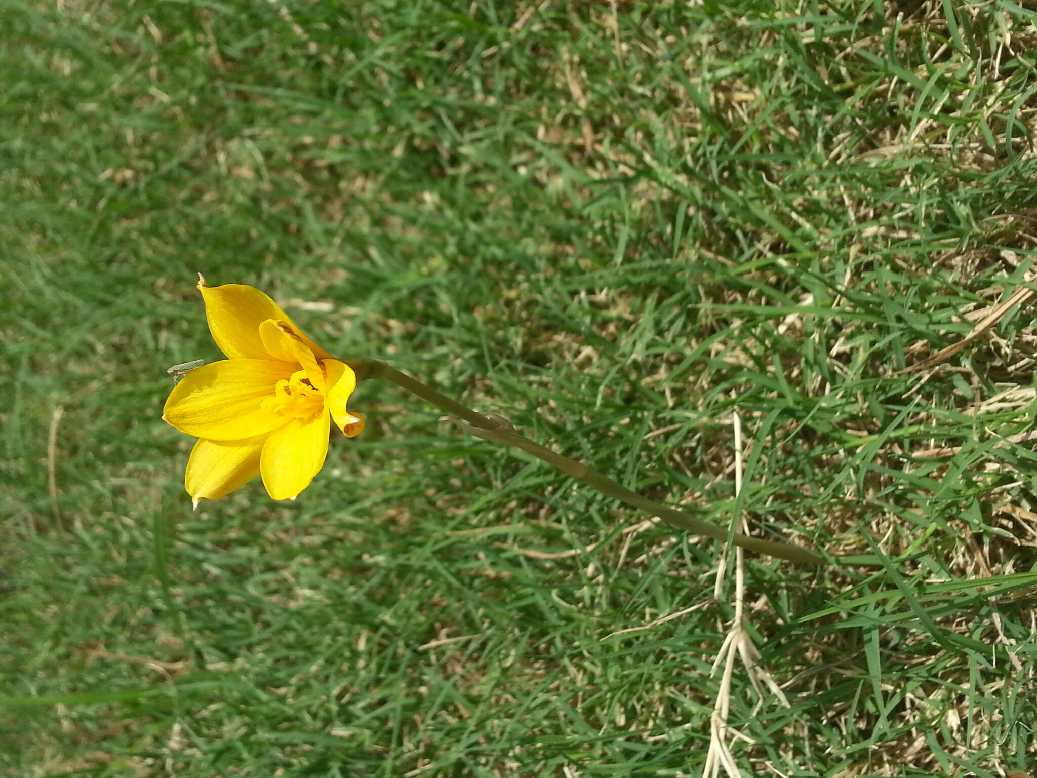 Imagem de Zephyranthes puertoricensis Traub