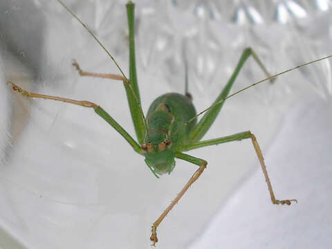 Image of speckled bush-cricket