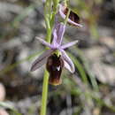 Image of Moon orchid