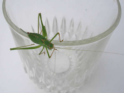 Image of speckled bush-cricket