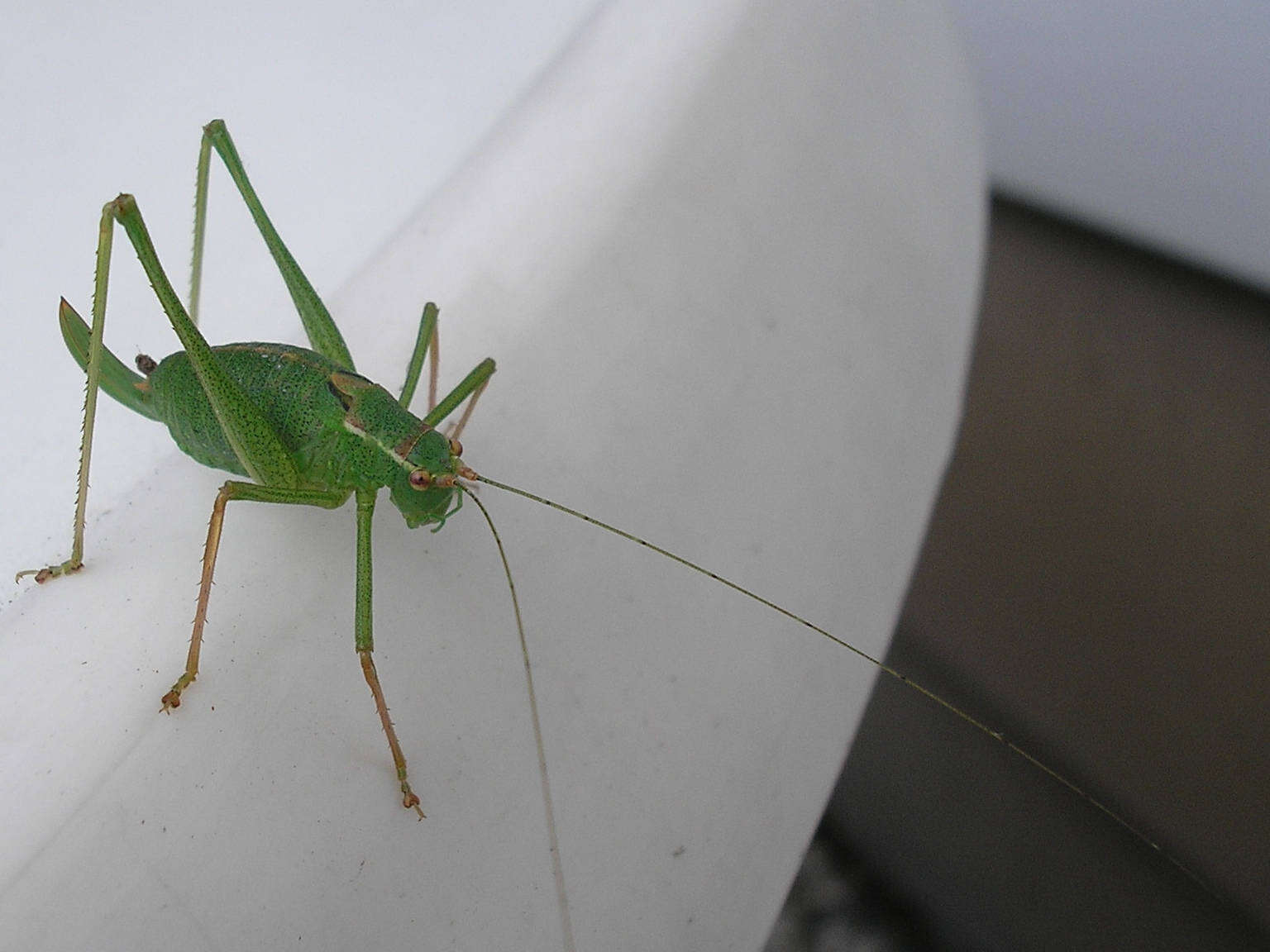 Image of speckled bush-cricket