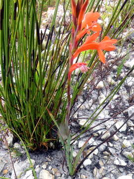 Image of Watsonia schlechteri L. Bolus