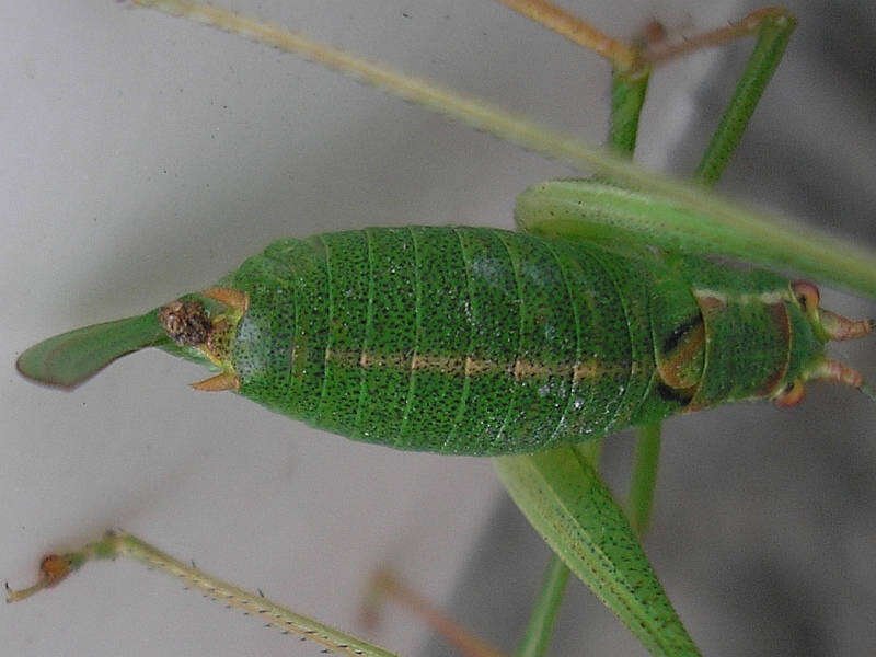 Image of speckled bush-cricket