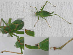 Image of speckled bush-cricket