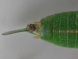 Image of speckled bush-cricket