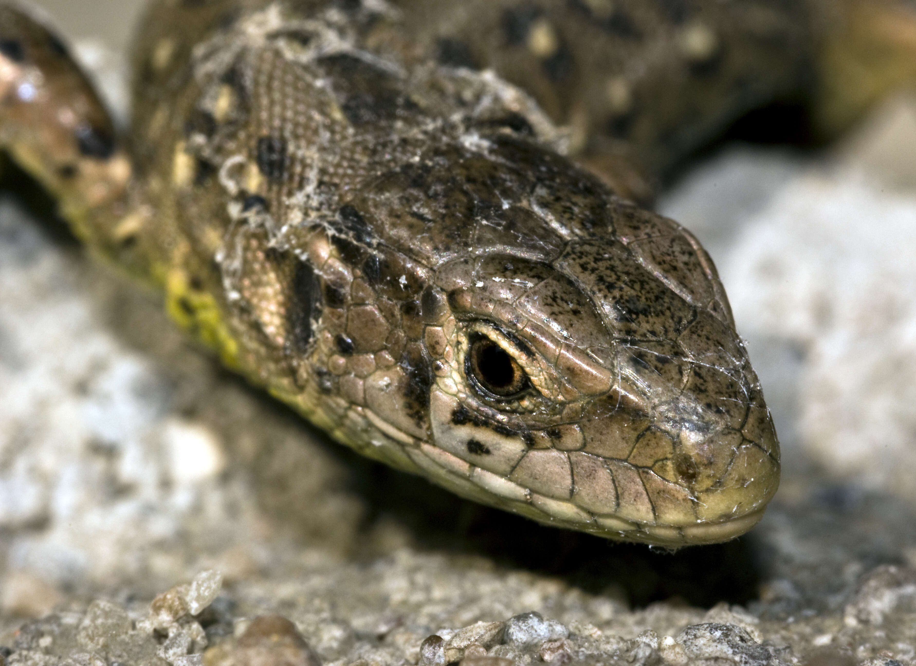 Image of Sand Lizard