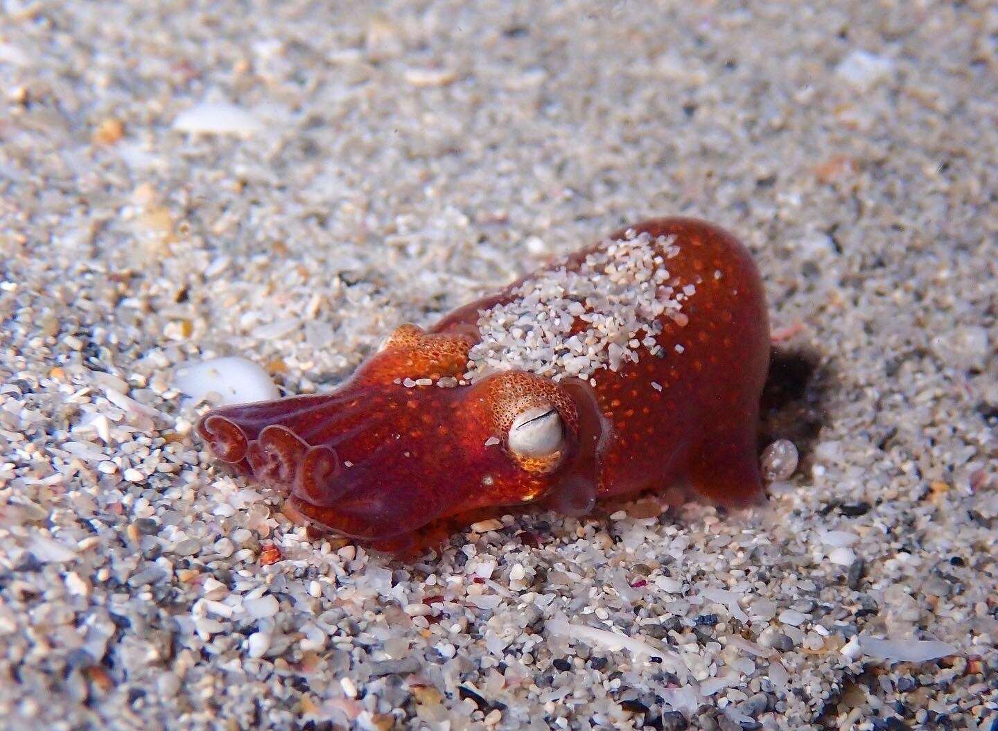 Image of Southern Bottletail Squid